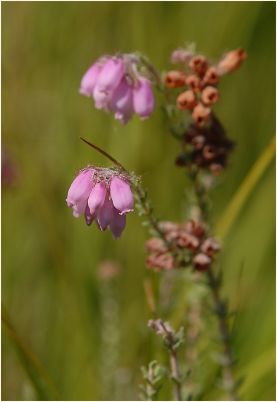 Heide, Glockenheide (Erica tetralix)