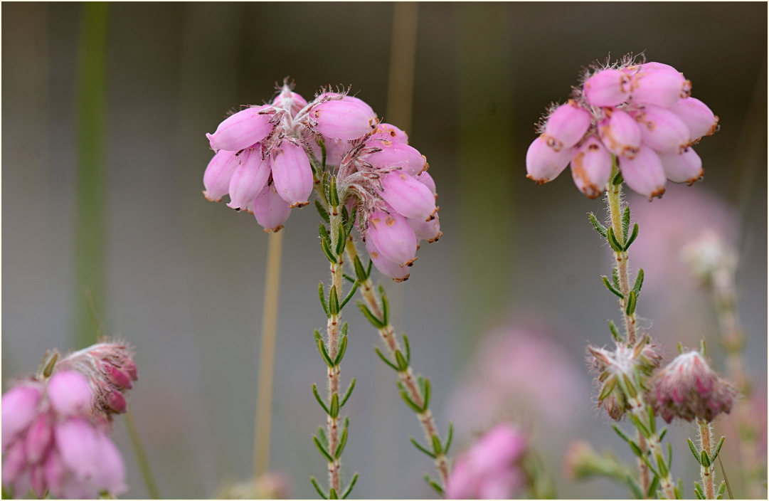 Heide, Glockenheide (Erica tetralix)