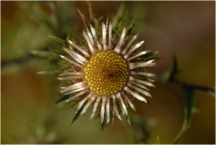 Golddistel (Carlina vulgaris)