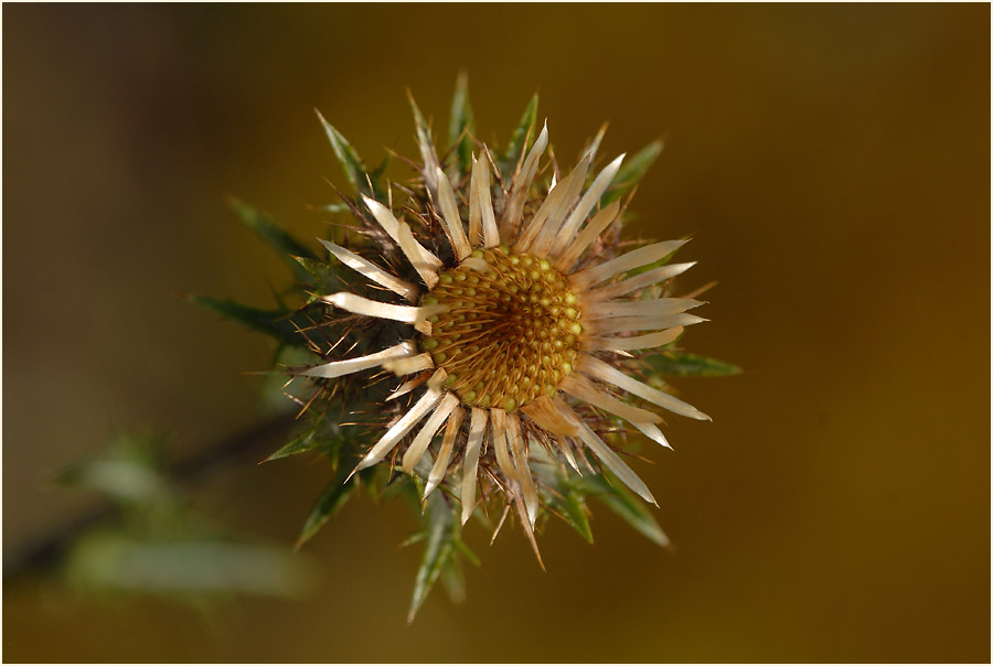 Golddistel (Carlina vulgaris)