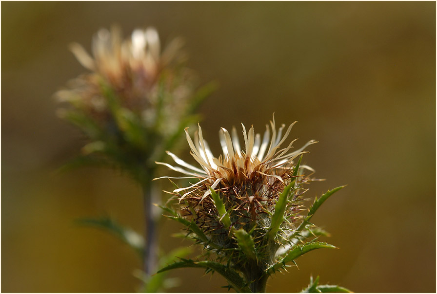 Golddistel (Carlina vulgaris)