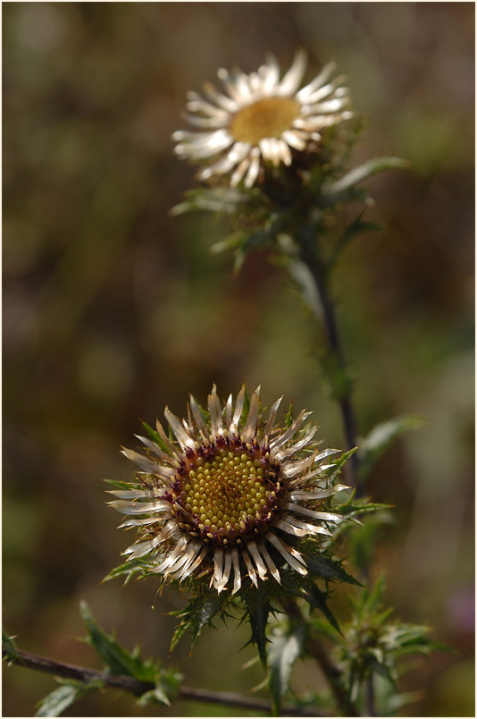 Golddistel (Carlina vulgaris)