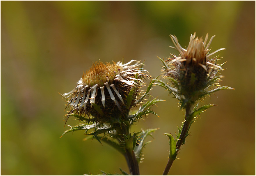 Golddistel (Carlina vulgaris)