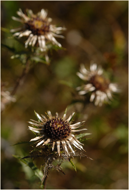 Golddistel (Carlina vulgaris)