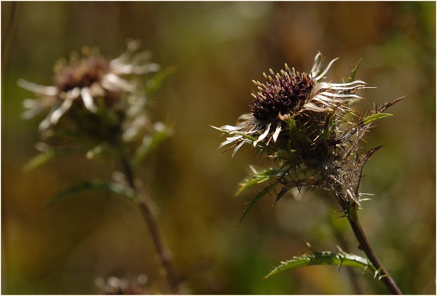 Golddistel (Carlina vulgaris)