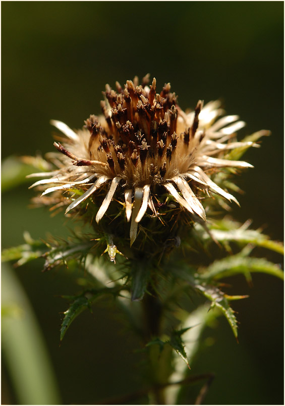 Golddistel (Carlina vulgaris)