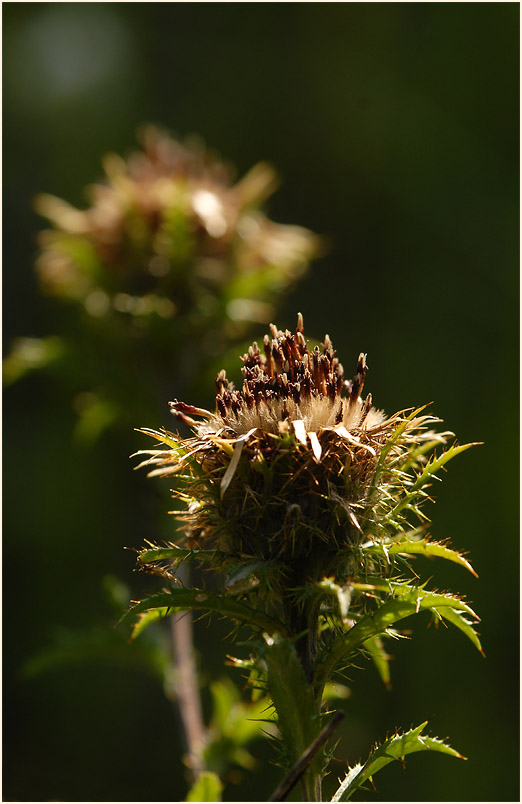 Golddistel (Carlina vulgaris)