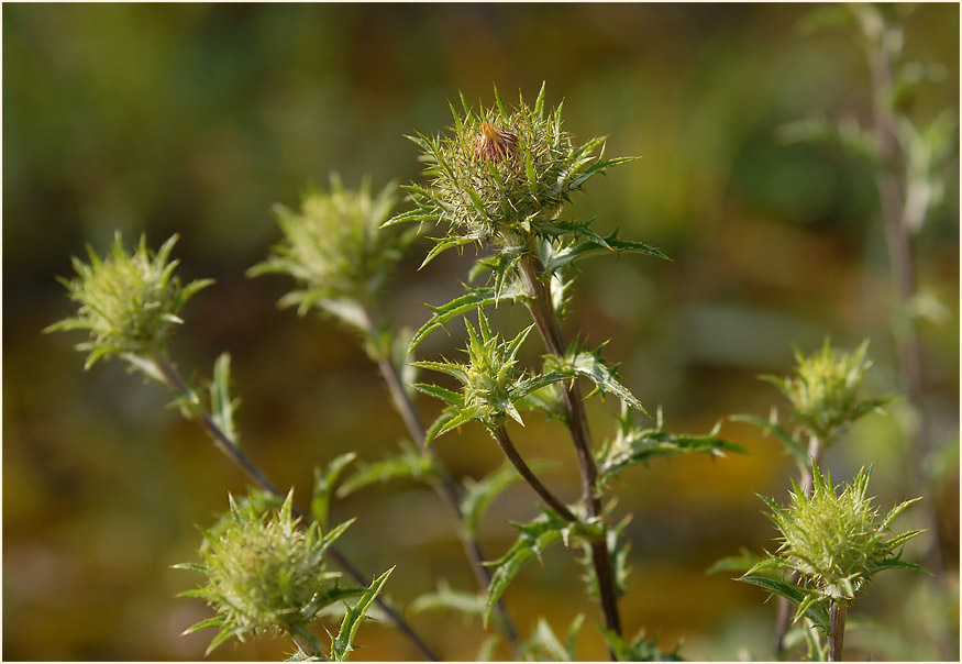 Golddistel (Carlina vulgaris)