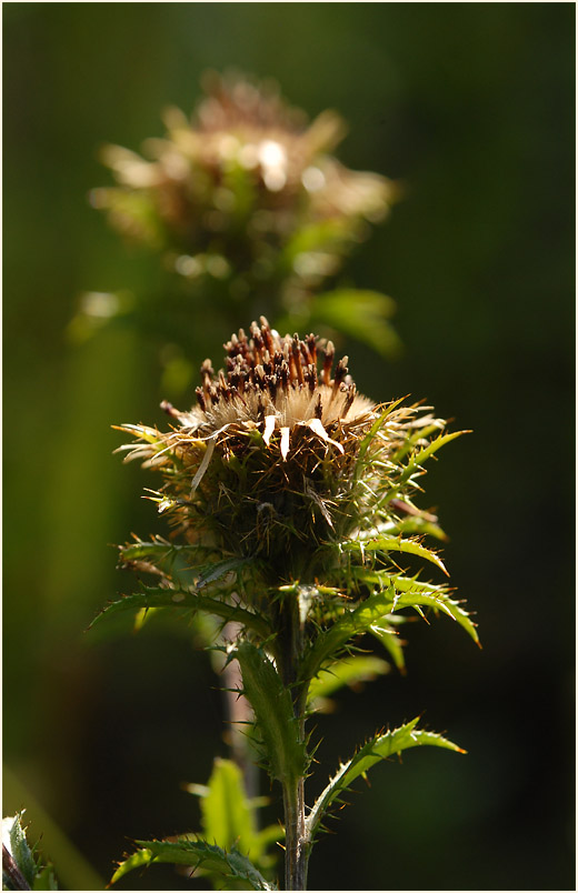 Golddistel (Carlina vulgaris)