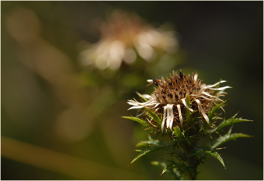 Golddistel (Carlina vulgaris)