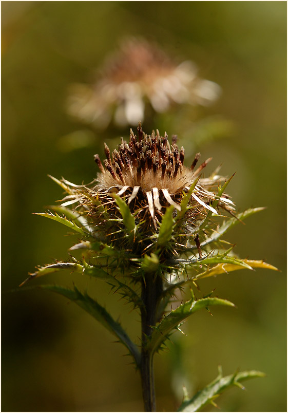 Golddistel (Carlina vulgaris)