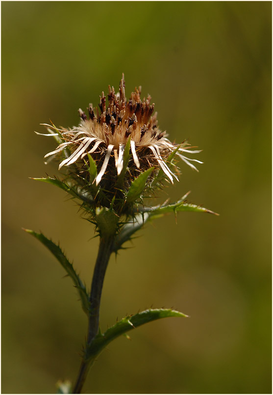 Golddistel (Carlina vulgaris)