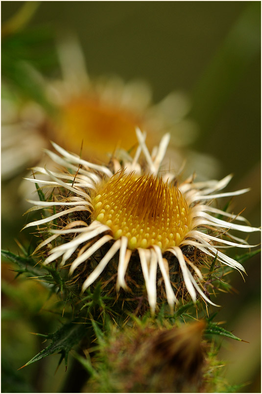 Golddistel (Carlina vulgaris)