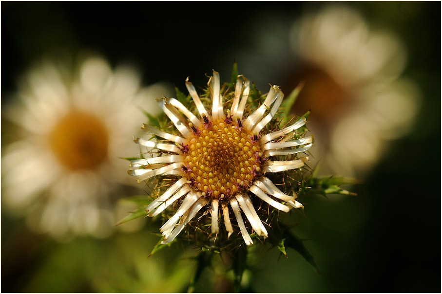 Golddistel (Carlina vulgaris)