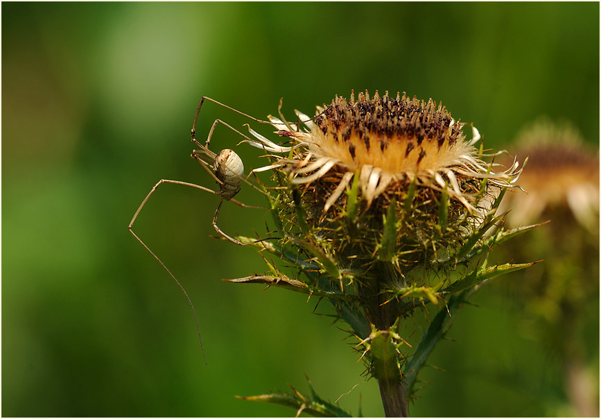 Golddistel (Carlina vulgaris)