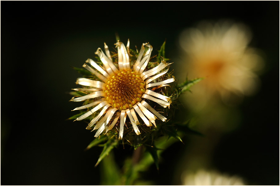 Golddistel (Carlina vulgaris)