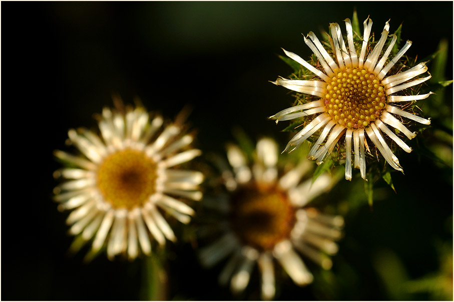 Golddistel (Carlina vulgaris)