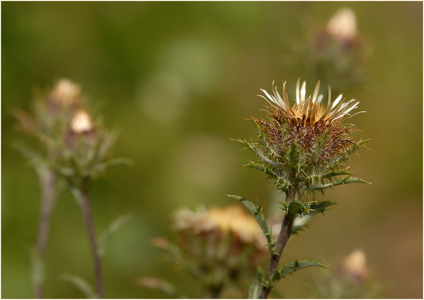 Golddistel (Carlina vulgaris)