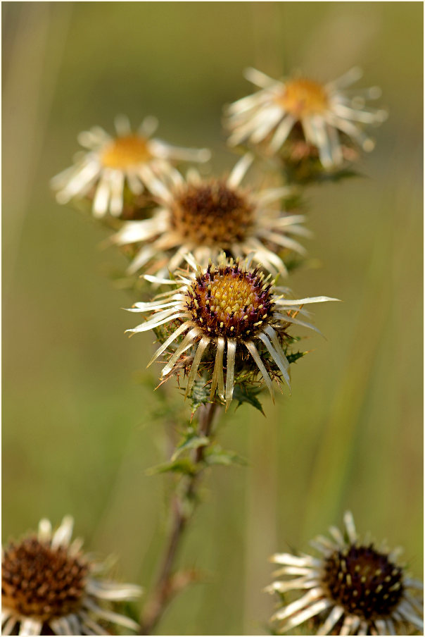 Golddistel (Carlina vulgaris)