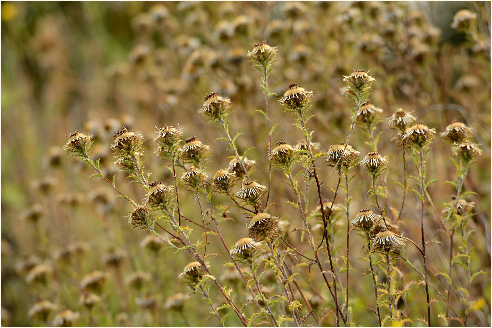 Golddistel (Carlina vulgaris)