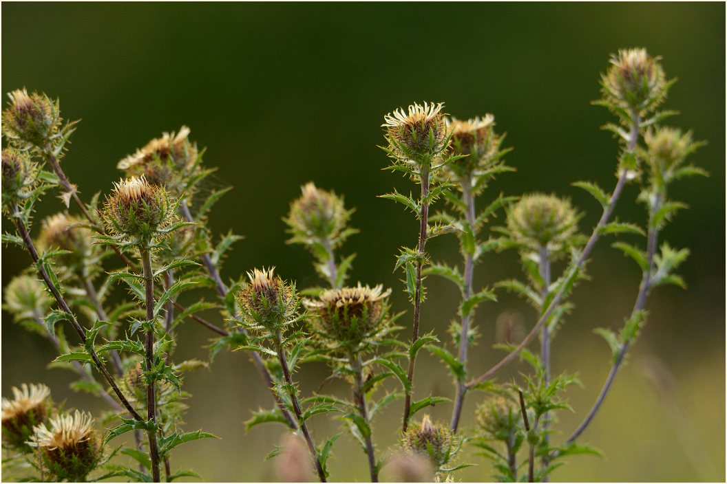 Golddistel (Carlina vulgaris)