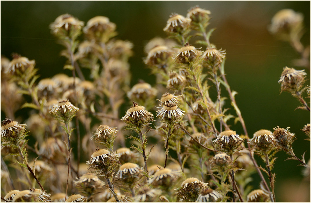 Golddistel (Carlina vulgaris)