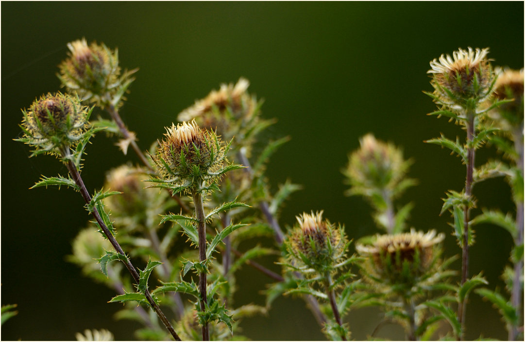 Golddistel (Carlina vulgaris)