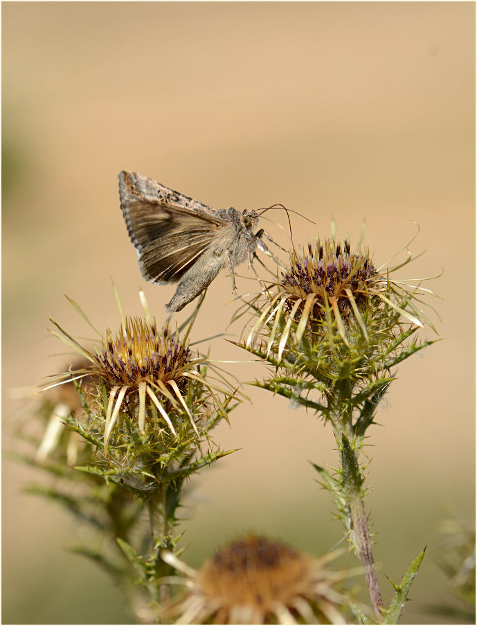 Golddistel (Carlina vulgaris)