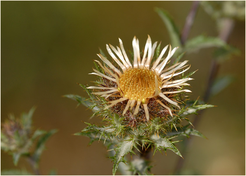 Golddistel (Carlina vulgaris)