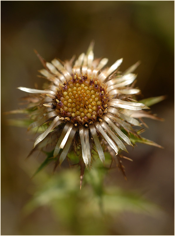 Golddistel (Carlina vulgaris)