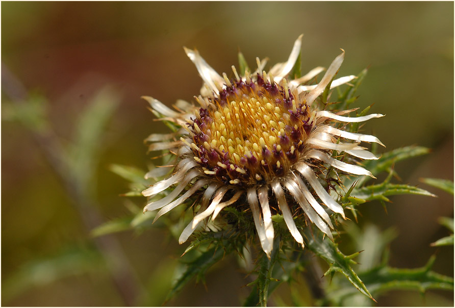 Golddistel (Carlina vulgaris)