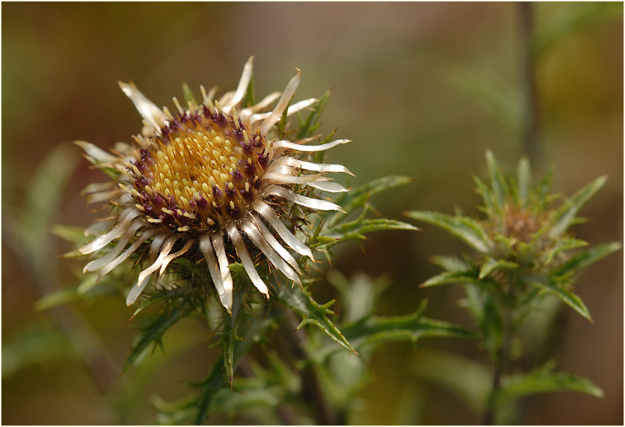 Golddistel (Carlina vulgaris)