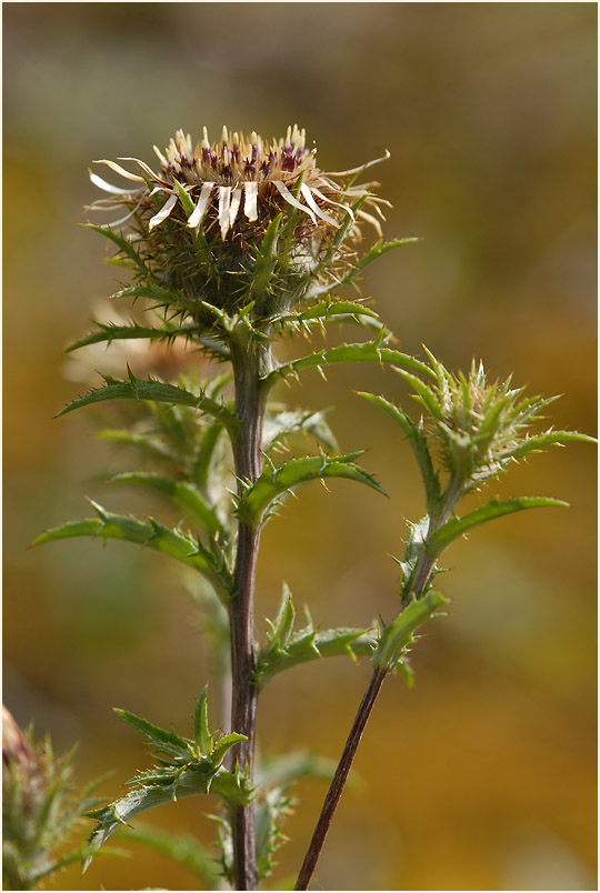 Golddistel (Carlina vulgaris)