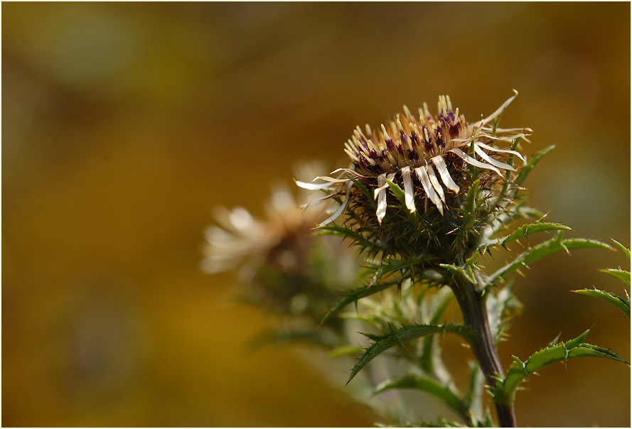 Golddistel (Carlina vulgaris)