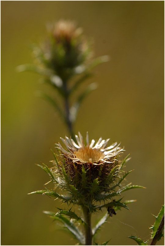 Golddistel (Carlina vulgaris)