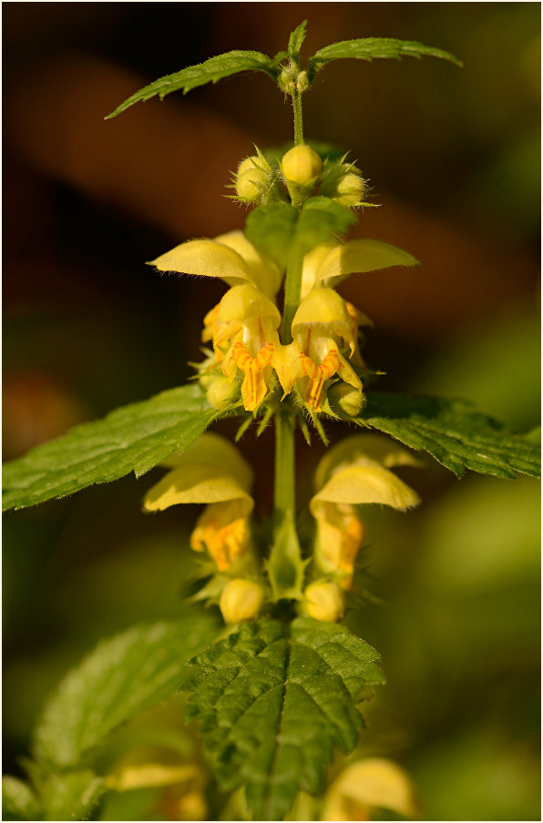 Goldnessel (Lamium galeobdolon)