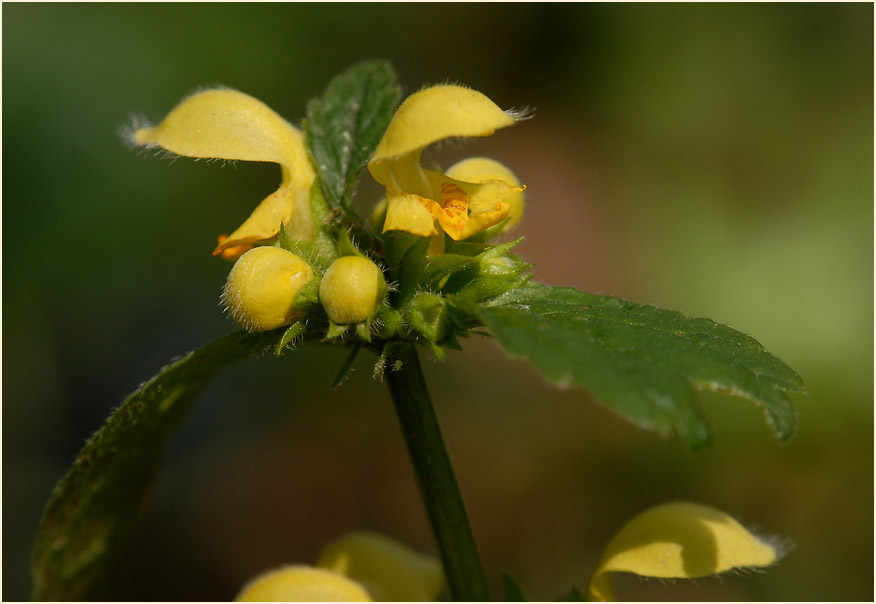 Goldnessel (Lamium galeobdolon)