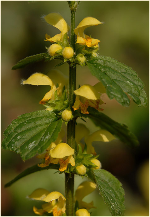 Goldnessel (Lamium galeobdolon)