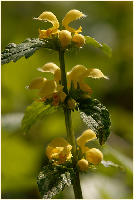 Goldnessel (Lamium galeobdolon)