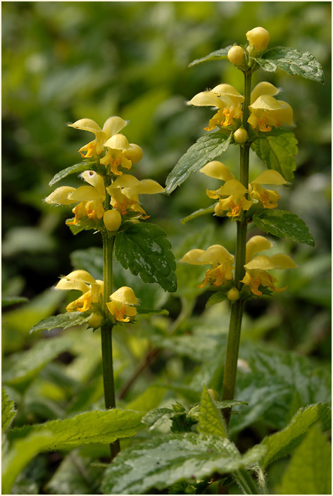 Goldnessel (Lamium galeobdolon)