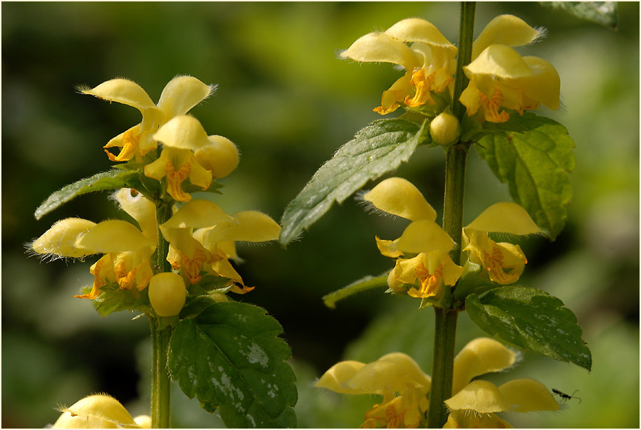 Goldnessel (Lamium galeobdolon)