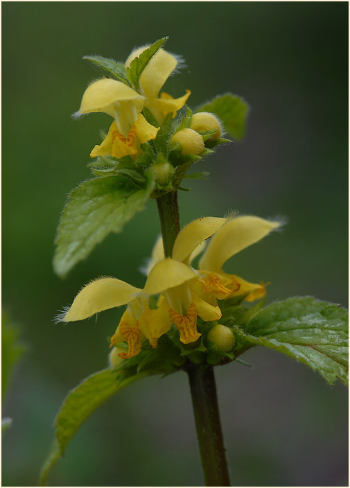 Goldnessel (Lamium galeobdolon)