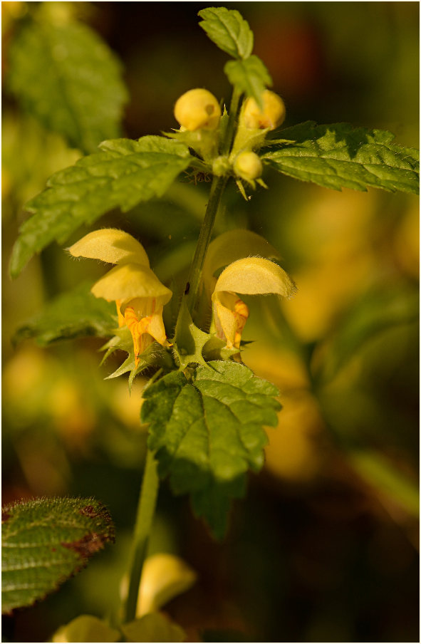 Goldnessel (Lamium galeobdolon)