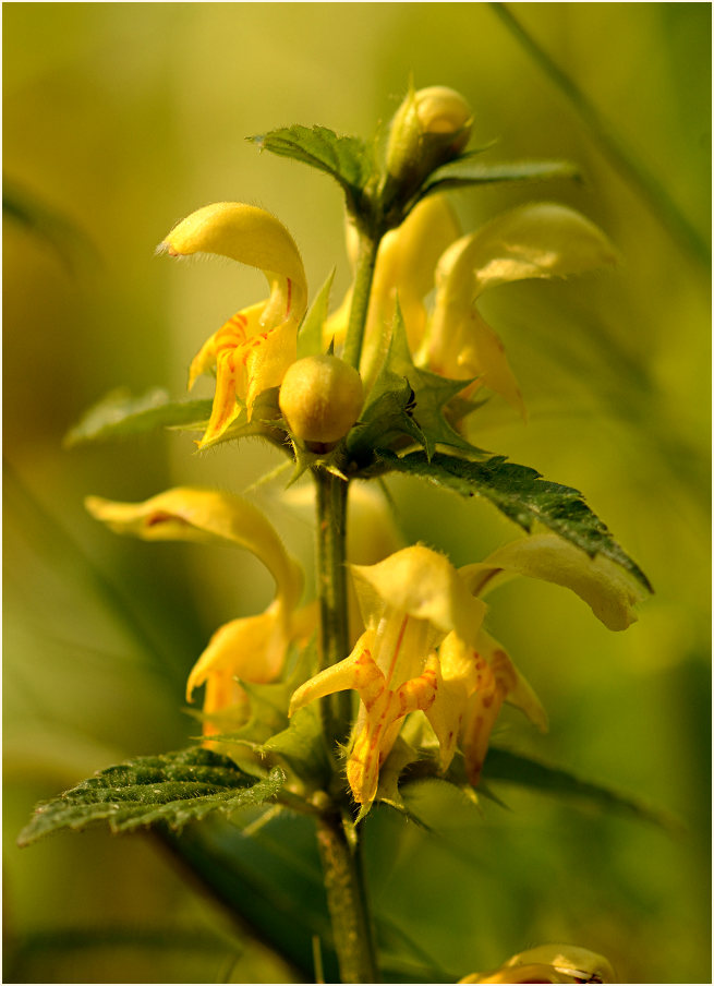 Goldnessel (Lamium galeobdolon)