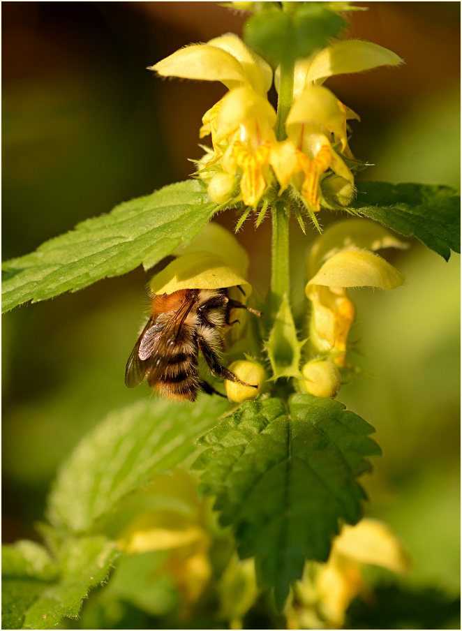 Goldnessel (Lamium galeobdolon) mit Hummelbesuch