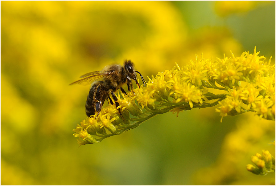 Goldrute (Solidago)