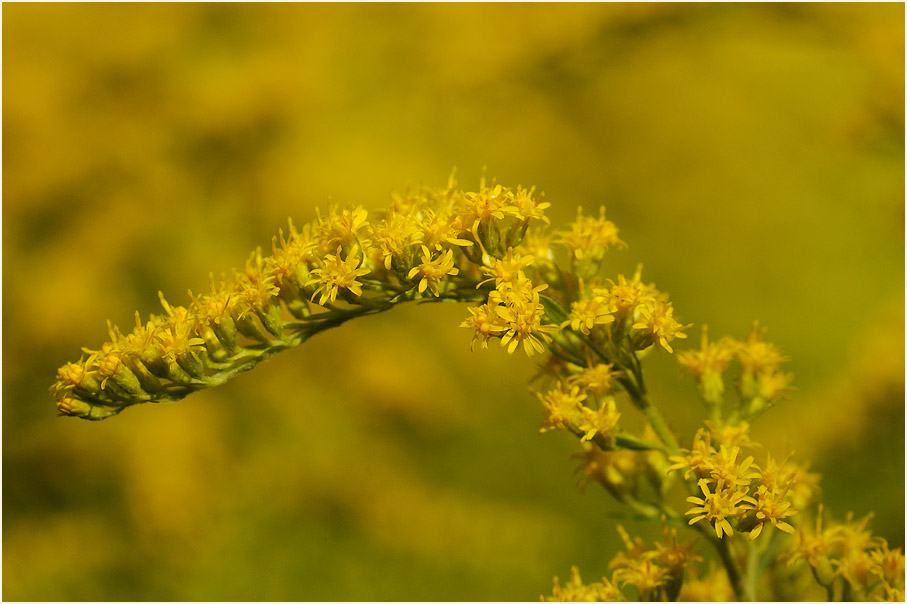 Goldrute (Solidago)