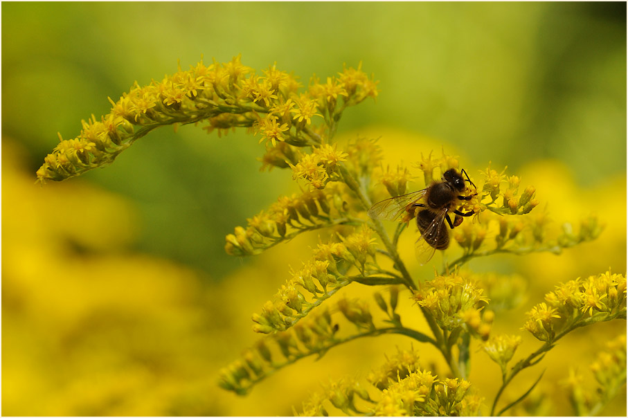 Goldrute (Solidago)