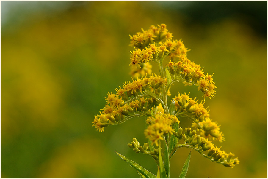 Goldrute (Solidago)