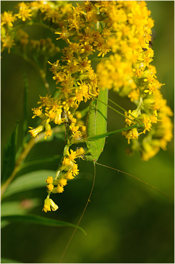 Goldrute (Solidago)